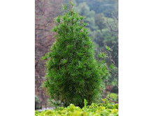 255,2���. ����������� Sciadopitys verticillata.jpg