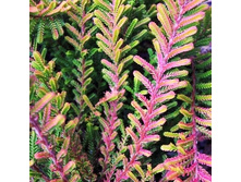 141���. ������ �������.jpg