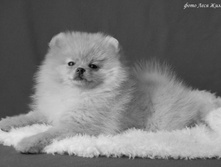 ������� ������� ������