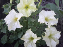 20150613 202523.jpg