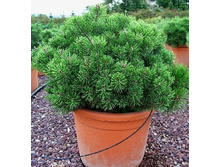 420,2���. ����� Pinus mugo Mops.jpg