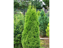 79,2���. ��� Thuja occidentalis Smaragd.jpg