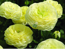 ����� ���� �������� 3�� 31,5.jpg