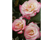 ������ 220���. (����� �������� ��� 18��.).jpg