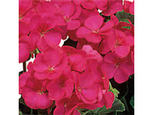 ������ ����� ���������� 4�� 48,5.jpg