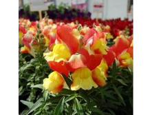 ������� ��� ������ �����-������� 15�� 18,5.jpg