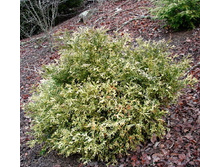 101,2���. ������ Thujopsis dolabrata Variegata.jpg