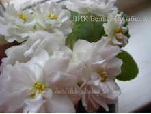 ��� ����� ��������