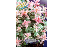 155,1���. ������ �����(�������� ���� �� 1 ��., ����������� ����� 1��.).jpg