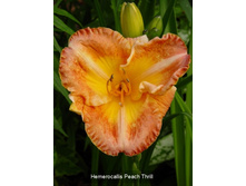 73,4���. �������� ��� �����(�������� ���� �� 2 ��., ����������� ����� 1��.)���16.jpg