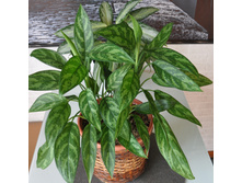 DSC 0119.JPG
