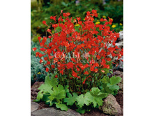 ���������� �������������� 10�� 12,5.jpg