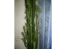 ������� �����������