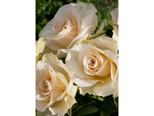 ������� 220���. (����� �������� ��� 20��.).jpg