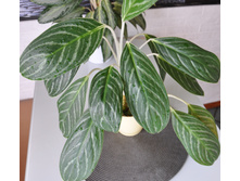 DSC 0112.JPG