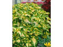 ������ ��������� ������ 15�� 14.jpg