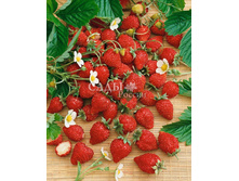 ��������� ������ ���-���� F1 0,3�� 16,5.jpg