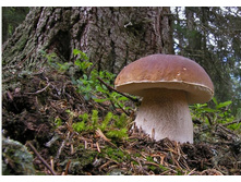 ����� ���� ������� �������.jpg