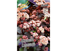 155,1���. ������ ������� ��������(�������� ���� �� 1 ��., ����������� ����� 1��.).jpg