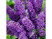 139���. ������� ������ ���� ���.jpg