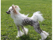 ���� 2015 163a.jpg