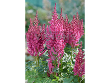 115,3���. �������� PARTIEZZ ������� �����(�������� ���� �� 1 ��., ����������� ����� 1��.)���16.jpg