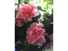 IMG 20151001 145554.jpg