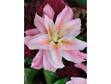 59���. ����� ROSELILY �������(�������� ���� �� 5 ��., ����������� ����� 1��.).jpg