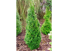 113,3���. ��� Thuja occidentalis Brobecks Tower.jpg