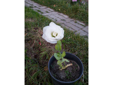 20151006 063606.jpg
