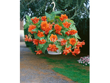 ������� ��������� ������ ������ 10�� 17.jpg