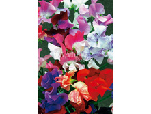 �������� ������� ����������� 10�� 13,5.jpg