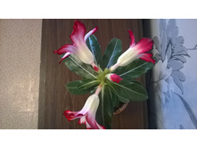 WP 20151001 12 41 40 Pro.jpg