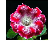 73,75���. ��������� ������ ������(�������� ���� �� 2 ��., ����������� ����� 1��.)���16.jpg