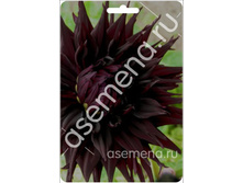 ���� �������.jpg