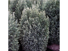 101,2���. ����������� Chamaecyparis lawsoniana Snow White.jpg