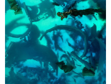 ������� ��������.