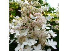 141���. ��������� ����������� ���� �������.jpg