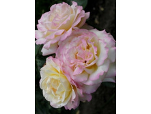 ������ ��� 220���. (����� �������� ��� 20��.).jpg