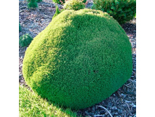 101,2���. ��� Thuja occidentalis Teddy.jpg