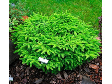 128,7���. ��� Picea abies Nidiformis.jpg