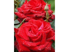 ������ ������� 220���. (����� �������� ��� 14��.).jpg