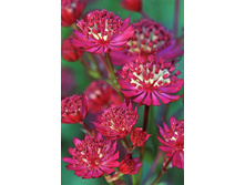 Astrantia Ruby Wedding.jpg