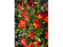 �� �� 220���. (����� �������� ��� 6��.).jpg