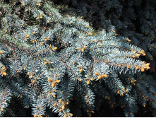 95,7���. ��� Picea pungens Glauca.jpg