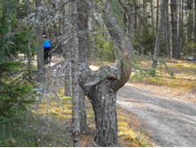 ������ ��� �����