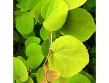 153���. �������� �������� ��������.jpg