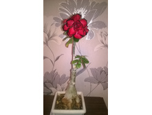 WP 20151013 21 46 57 Pro.jpg