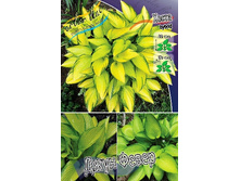 271,2���. ����� ���� �����(�������� ���� �� 1 ��., ����������� ����� 1��.).jpg