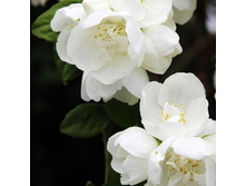 139���. �������� ��������� ���������.jpg